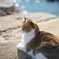 海辺のネコ