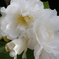 花散歩-純白の山茶花