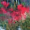 池面紅葉