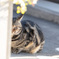 家政婦の猫