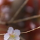 秋桜