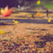 Autumn leaves