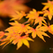 Autumn leaves