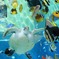 美ら海