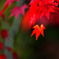 紅