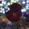 宇宙に咲く花