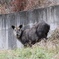 カモシカ