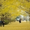 autumn for tokyoites 2019
