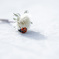 White flower.