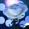 薔薇