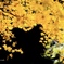 Autumn leaves