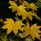 leaves