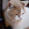 寝床を探す猫