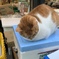めいちゃん土曜日も出勤で縮こまる