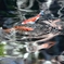 艶 秋 水