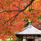 紅葉傘