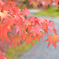 紅葉