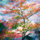こども植物園の紅葉⑧
