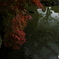 池端紅葉