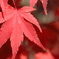 紅葉、火照り