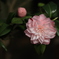 ４月の頃　温室の花　百合が原
