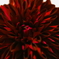 お花