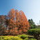 神代植物公園【メタセコイヤの紅葉】①20191214
