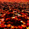 紅葉の絨毯
