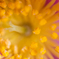 山茶花