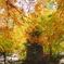 神社の紅葉*°