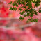 紅景