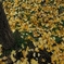 イチョウ2010
