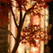 夜紅葉