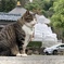 大佛さまと猫 風太編