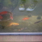 金魚。