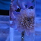 氷柱の花
