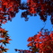 秋空