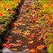 紅葉＠秋山地区