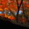 祇王寺の紅葉