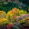 秋の嵐山