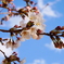 桜と空
