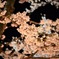夜桜