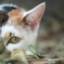 愛猫を弔う