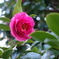 庭の花その2