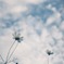 透き通るような秋空