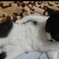 オジサンの休日みたいな猫♀
