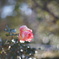 薔薇