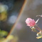 薔薇