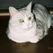 私は、猫のいる星に生きている。