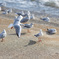 海鳥